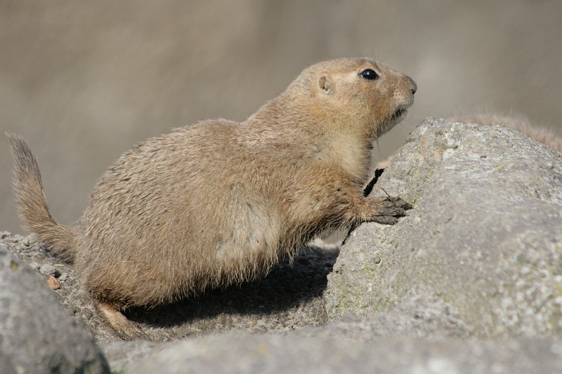 Fotoclubje Blijdorp 2008-166.jpg